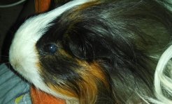 My guinea pig has one cloudy eye:(