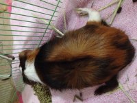Guinea pig's hind legs bend outward completely! Assistance needed!