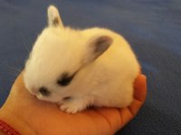 7 baby bunnies need a new home! Bay Area
