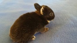 7 baby bunnies need a new home! Bay Area