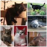 Catdaycollage2015.jpg