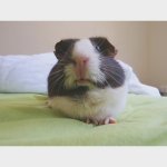What are your guinea pigs called and what do they look like?
