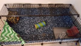 First Guinea Pig Set-up Any Advice before their arrival
