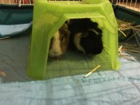 Just adopted 2 wonderful guinea pigs but am I allergic?