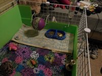 check out their new cage :D