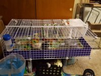 Let's see your cage Pictures please.