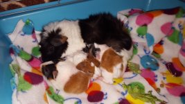 New here with questions about guinea pig pregnancy