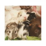Three guinea pigs dead in 24 hours, help to save the other three!