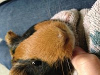 Bump thing on guinea pig's nose