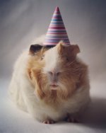 Birthday Party For My Piggie Bruce!