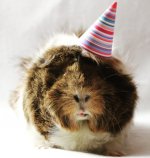 Birthday Party For My Piggie Bruce!