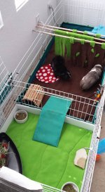 New to guinea pigs and a question