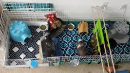 New to guinea pigs and a question