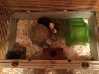 New piggie owner just looking for advice