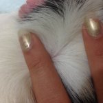 Dark specks and hair loss in Guinea pig: what pest?