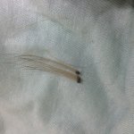 Dark specks and hair loss in Guinea pig: what pest?