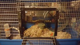 Cage Suggestions for a Hamster