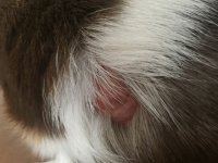 Is it mites or ringworm?