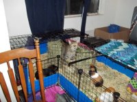 Which indoor cage is cat proof?