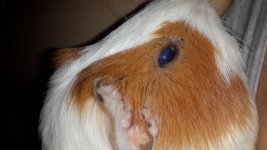 does my guinea pig looks blind?