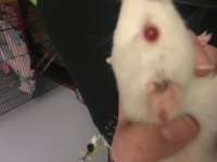 Rat has small cut on ear