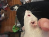 Rat has small cut on ear