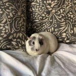 Lost guinea pig this morning – unknown cause, concerned about other piggies