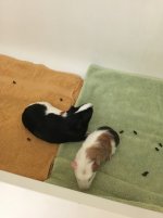 New Guinea Pig: Very Shy, Hiding, and Doesn't Eat or Drink Much!
