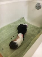 New Guinea Pig: Very Shy, Hiding, and Doesn't Eat or Drink Much!