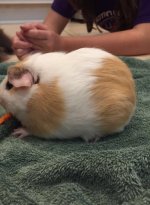 Male Guinea Pig Needs New Home in Bluffton, SC