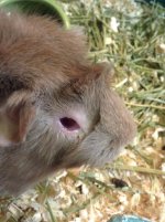 Guinea Pig's Eye Problem. (Please Help me!)