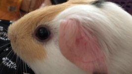 Guinea Pig's Eye Problem. (Please Help me!)