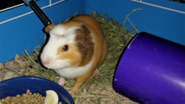 Hunter - The Rescued Guinea Pig