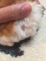 Is this a Fungal Infection or Mites? Ongoing Issue and Just Need Advice.