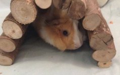 2 Female Guinea Pigs in Utah(come with some supplies)