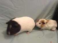 2 Female Guinea Pigs in Utah(come with some supplies)