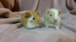 Pairs available for adoption throughout Australia