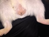 Help me confirm the sex of my guinea pig?
