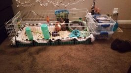 Let's see your cage Pictures please.