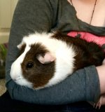 Hi, new (and old) to guinea pigs and enjoying the ride