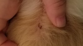 Dandruff/scabbing! Mites? Fighting? (And nail clipping help?)