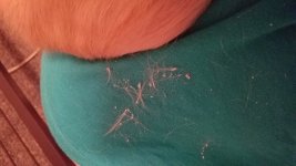 Dandruff/scabbing! Mites? Fighting? (And nail clipping help?)
