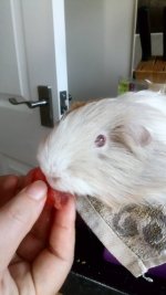 Crumbs Eating Melon.jpg