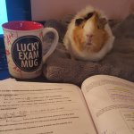 Guinea Pigs and University?