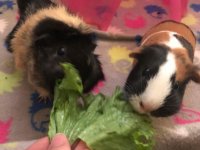 3 New Piggies!! And Pictures of Our Others!
