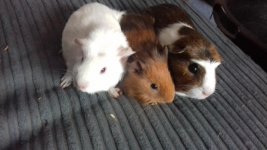 baby-guinea-pigs-16491913-2.jpg