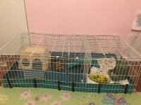 guinea pig cage.jpg