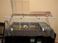 What are the best options for store-bought cages?