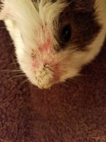 Treating pig for fungal, worried she might have developed URI too?
