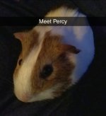 Meet Percy :)